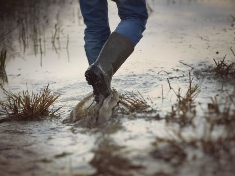 Les agriculteurs bio en ont gros sur la patate