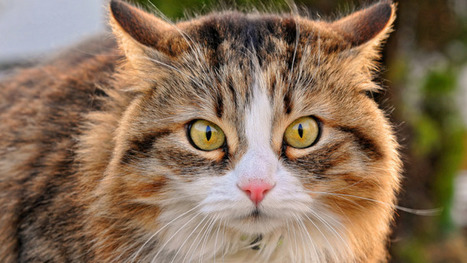 Les animaux ne sont plus des meubles, le Parlement reconnaît définitivement que les animaux sont des êtres doués et sensibles