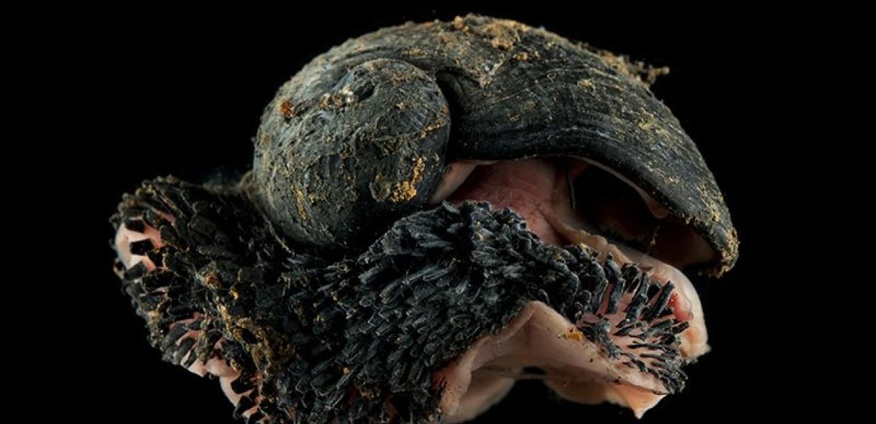 Les gastéropodes écailleux menacés par l’exploitation minière en eaux profondes | Le blob, l&rsquo;extra-média