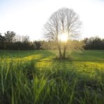 Les plantes absorbent toujours plus de CO2