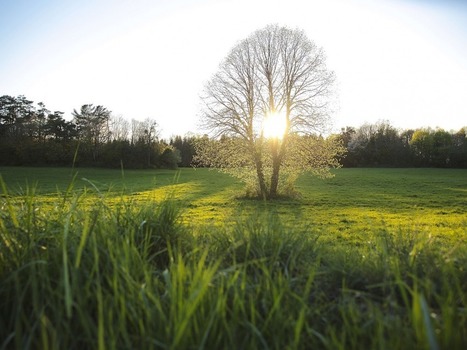Les plantes absorbent toujours plus de CO2