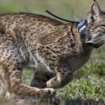 L&rsquo;industrie menace la moitié des sites naturels classés par l&rsquo;Unesco