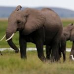 Ouganda : l’intelligence artificielle utilisée pour lutter contre le braconnage