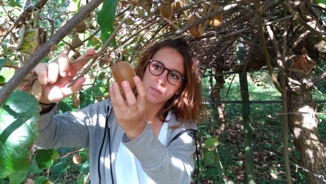 Pauline et ses kiwis, une histoire de famille