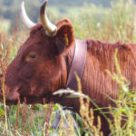 PETITION Cantal : ses vaches dérangent ses nouveaux voisins, un agriculteur condamné à déménager