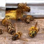 Pétition : Voici le prochain insecticide qui ravagera les populations d&rsquo;abeilles