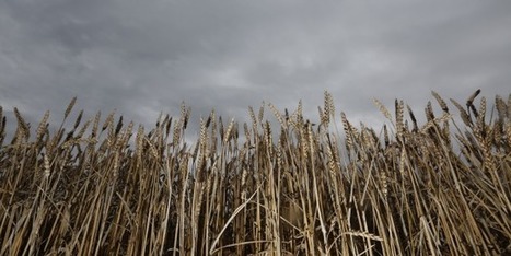 Pourquoi la France va perdre son statut de premier exportateur européen de blé tendre