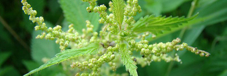 Purins : le Sénat reconnaît les préparations naturelles