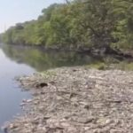Rio 2016 : la baie polluée de Guanabara, qui va accueillir des épreuves