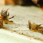 Sauver les abeilles