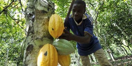 Trafic d’enfants en Côte d’Ivoire: dans l’enfer des plantations de cacao