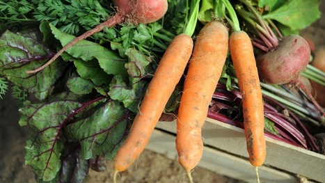 Un projet gouvernemental va accompagner l’essor du bio