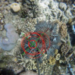 Un robot sniper d&rsquo;étoiles de mer pour protéger la Grande Barrière de Corail