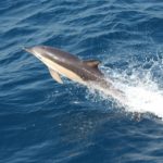 Une intelligence artificielle pourrait comprendre la langue des dauphins d&rsquo;ici 2021