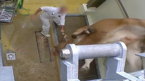Une nouvelle vidéo choc signée L214 fait scandale dans un abattoir du Gard