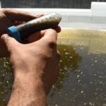 Une société bordelaise découvre une algue bio-pesticide prometteuse