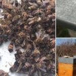 Vidéo d&rsquo;abeilles à l&rsquo;agonie : « elles sont empoisonnées par les pesticides »