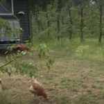 Environnement : la ferme du futur se trouve-t-elle aux Pays-Bas ?