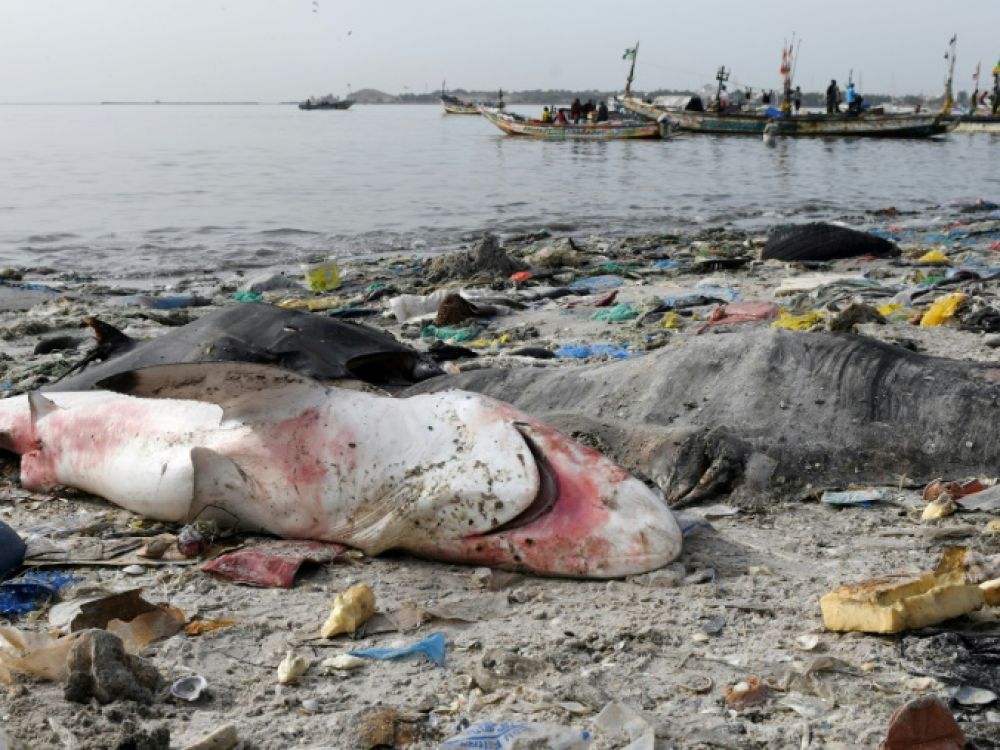 La protection des espèces marines monte en puissance