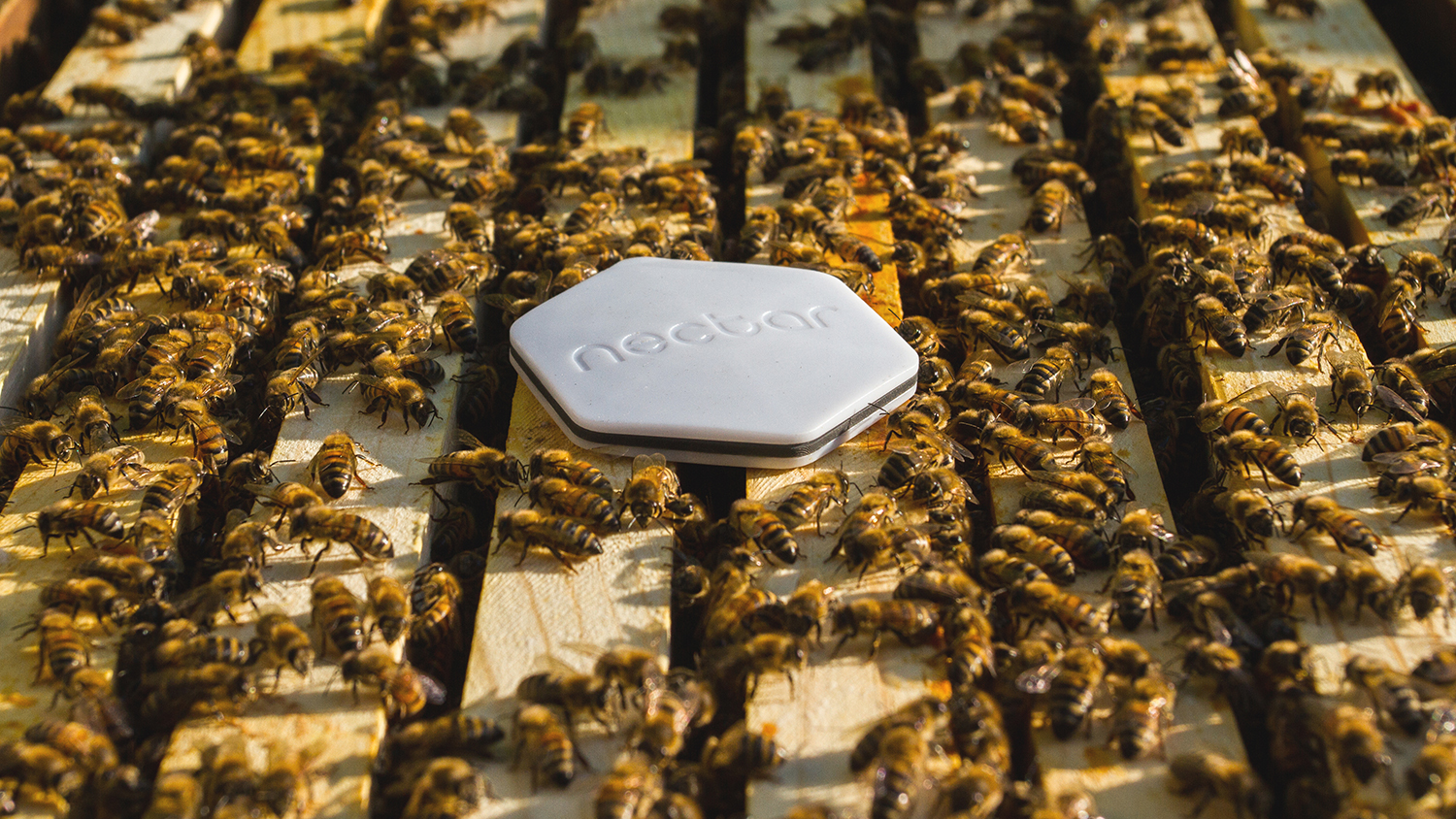 Nectar Puts Sensors in Hives to Help Save the Bees