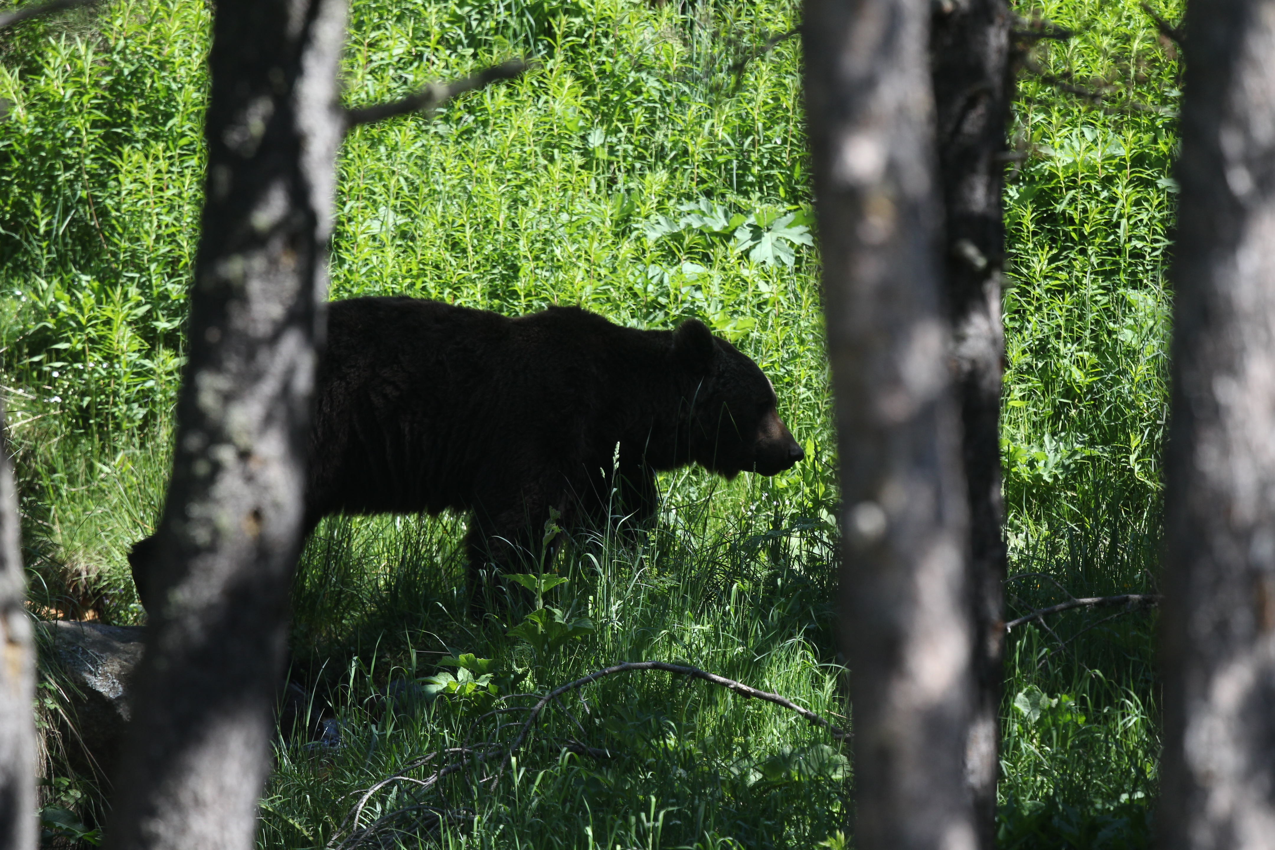 Pyrénées : les anti-ours menacent les randonneurs de balles perdues