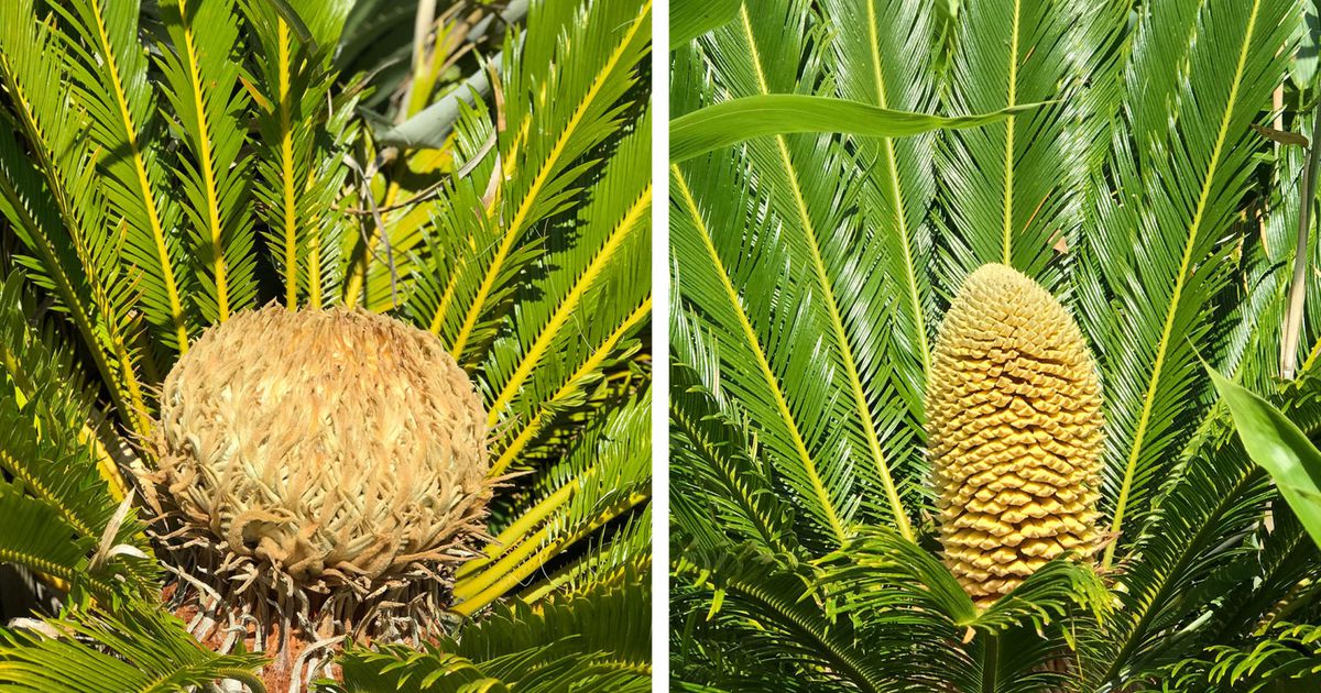 Royaume-Uni : le changement climatique fait renaître des plantes d&rsquo;antan