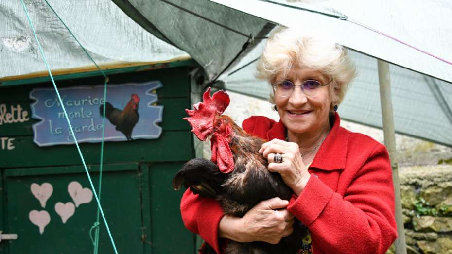 Ile d&rsquo;Oléron : la justice autorise le coq Maurice, jugé «trop matinal», à continuer de chanter