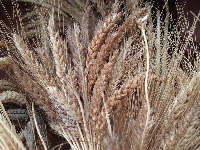 Paysans-chercheurs : ils régénèrent l&rsquo;agriculture