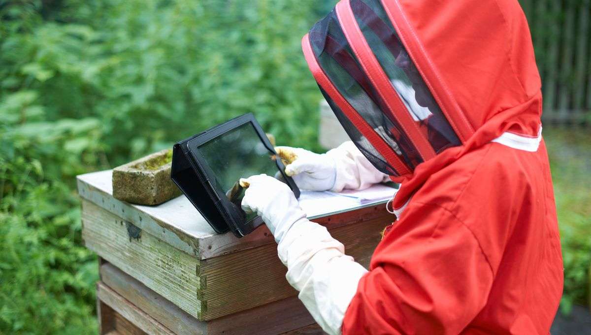 Quand les ruches connectées viennent au secours des abeilles