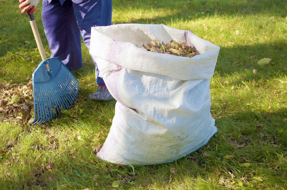 Amiens : 4000 foyers chauffés grâce aux feuilles mortes
