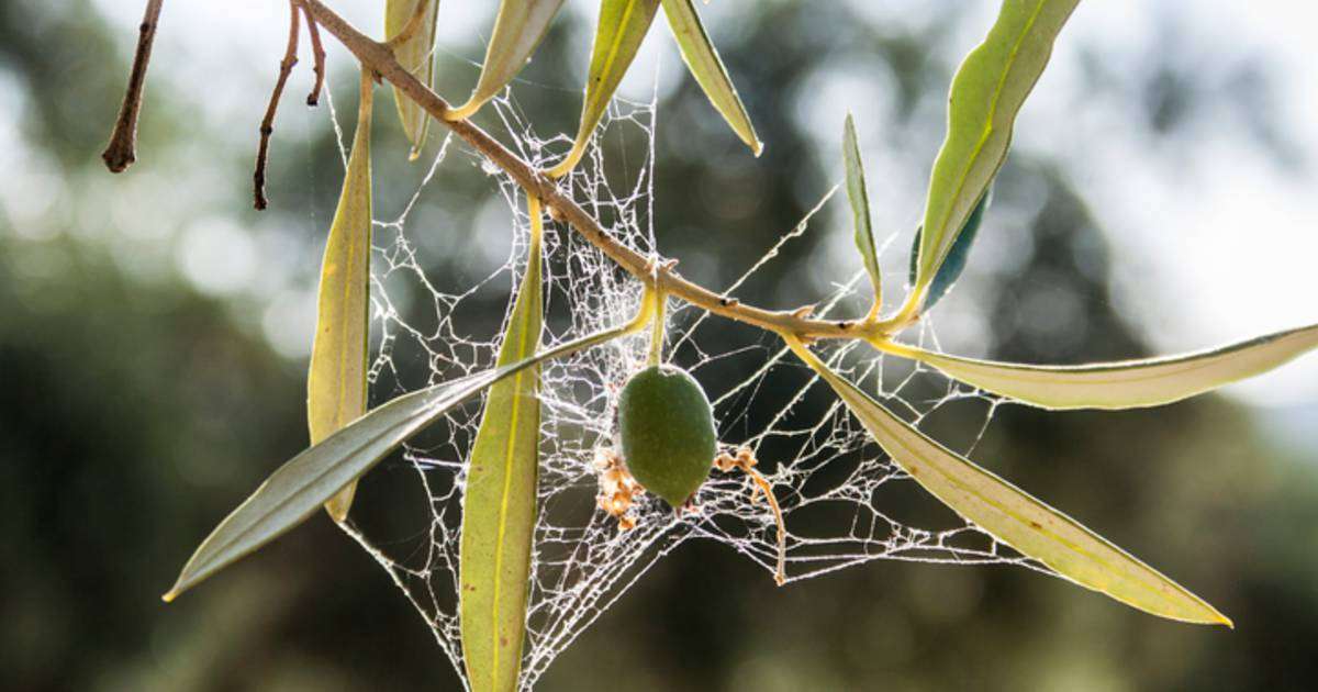 Ces nuisibles qui pourraient coûter des milliards à l&rsquo;Europe