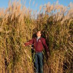 Combustible, isolant, bio-béton… connaissez-vous le miscanthus ?