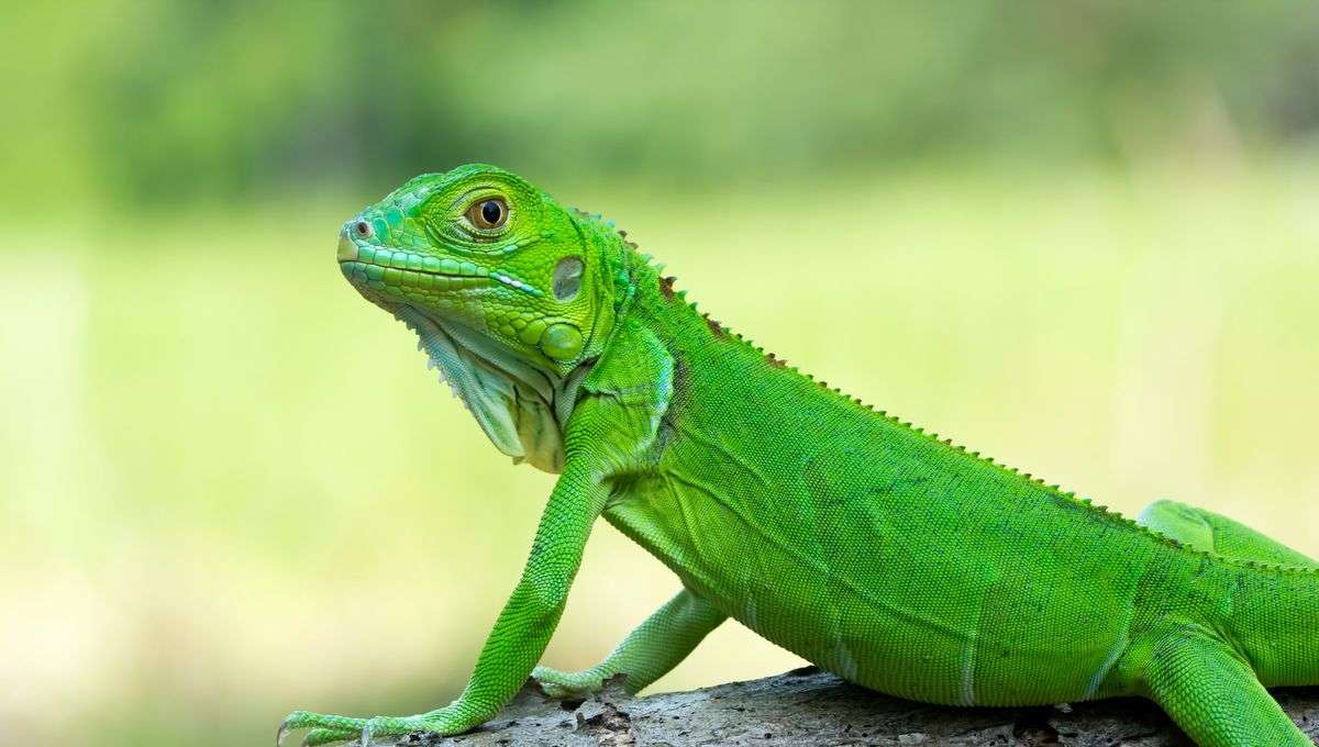 Faire repousser des organes ou des membres chez les personnes malades ou amputées