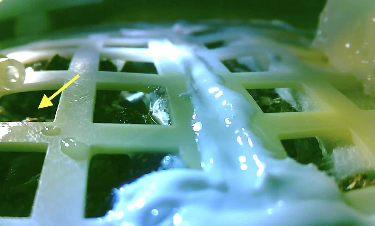 La Chine a fait pousser une plante sur la Lune. Une première pour l&rsquo;humanité, malgré une mauvaise nouvelle : elle vient de mourir