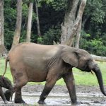 New AI Protecting Endangered Elephants in Africa – Goodnet