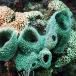 Rapport du Giec sur les océans : « Les coraux sont à la fin de leur existence »