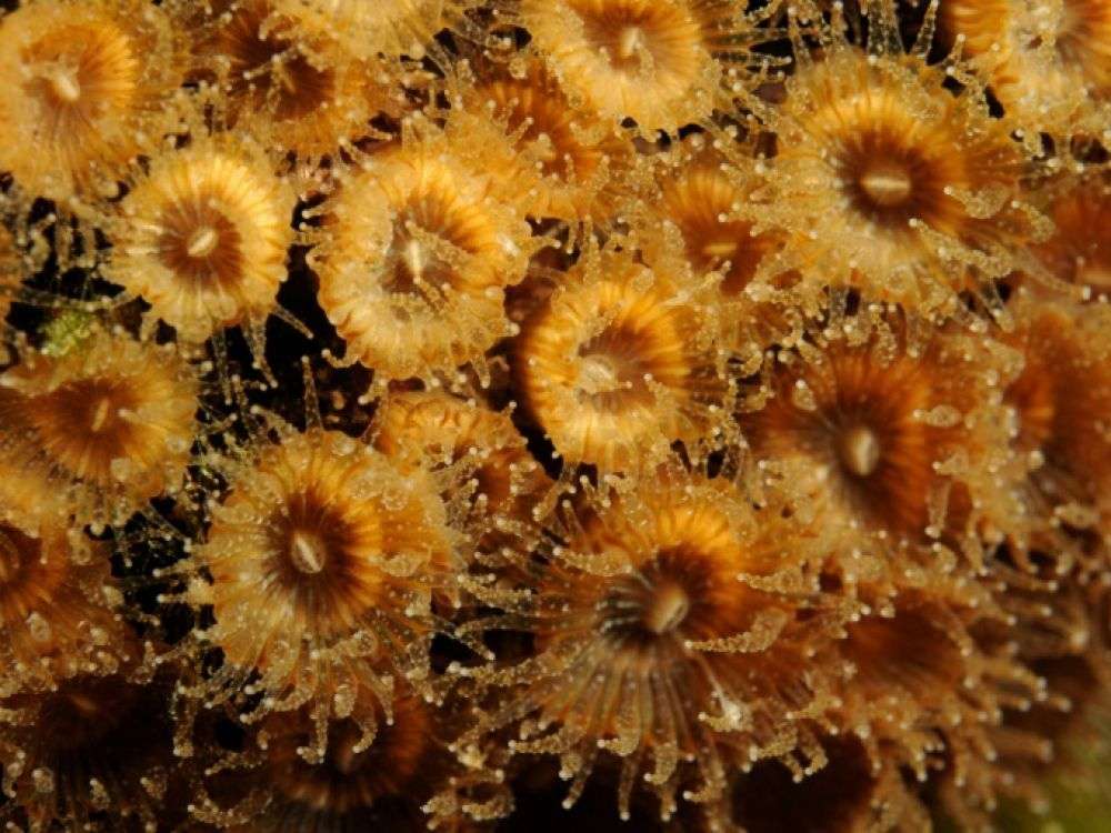 Des coraux décimés par une vague de chaleur renaissent en Méditerranée