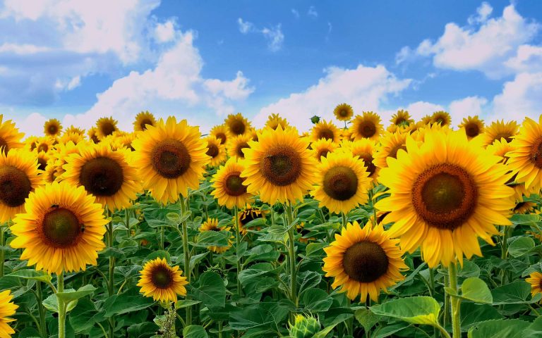 Des mini-tournesols qui s&rsquo;orientent vers le soleil pour produire de l&rsquo;énergie