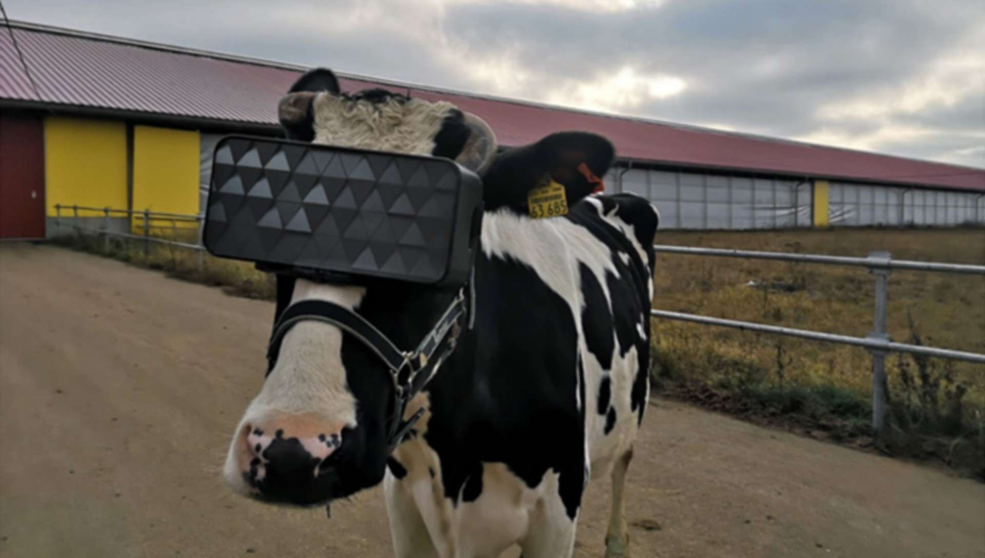 Pourquoi cette vache a-t-elle un casque de réalité virtuelle sur la tête ?