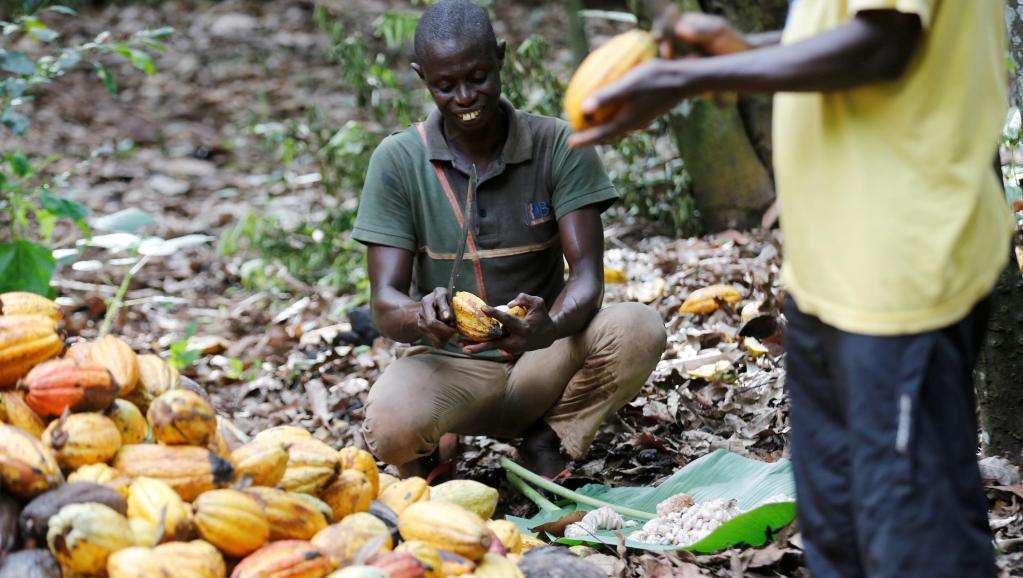 Invité Afrique – Cacao: le travail des enfants «est un problème de politique publique, de pauvreté»