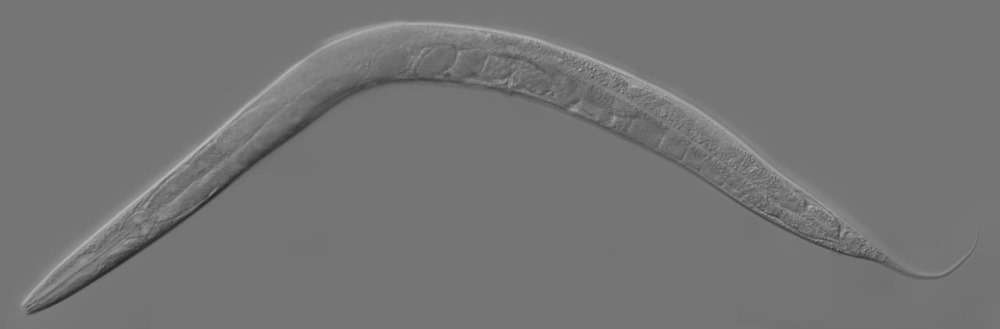 400 ans en vie humaine : des vers ont vu leur espérance de vie augmentée de 500 % – GuruMeditation