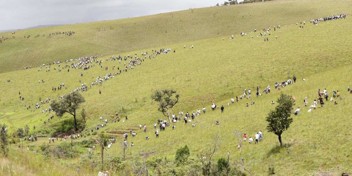 Madacascar Is Planting 60 Million Trees in Ambitious Drive Inspired by Its President