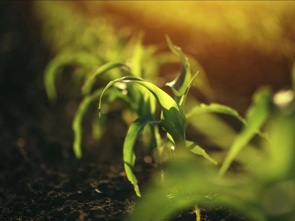 Perfectionner la photosynthèse pour nourrir 10 milliards de personnes en 2050