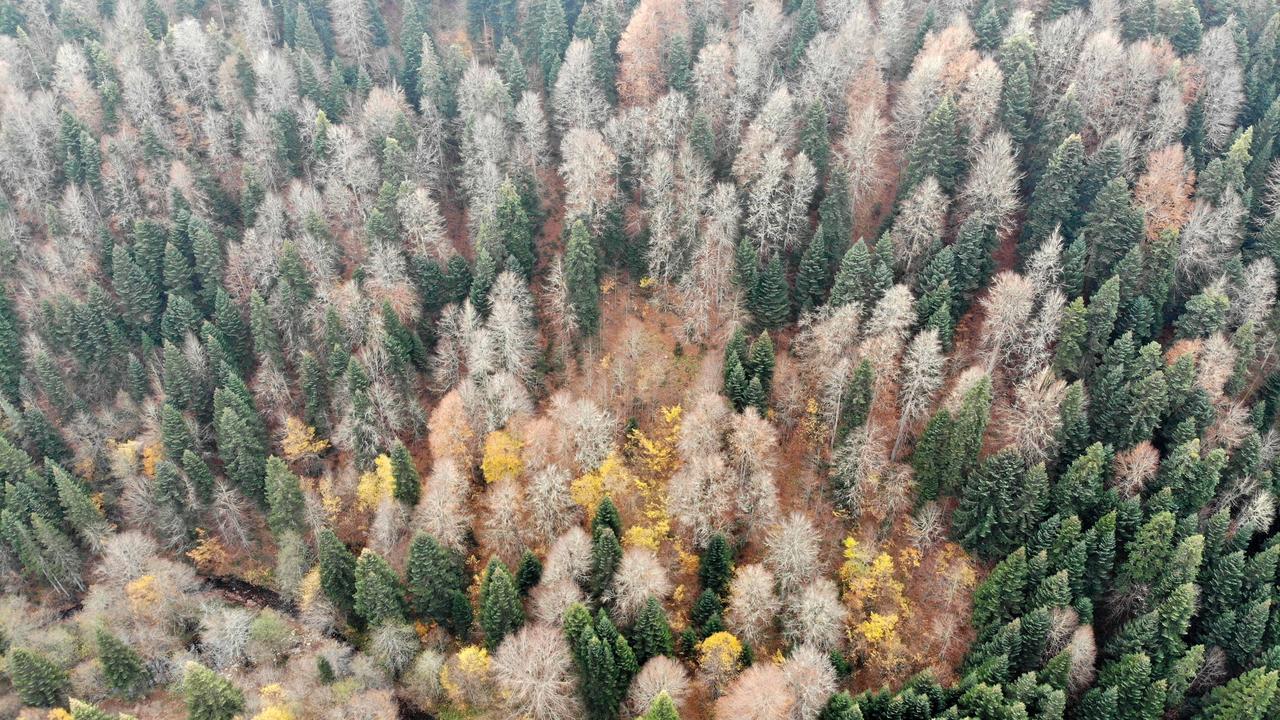 En Turquie, 11 millions d’arbres plantés en novembre sont presque déjà tous morts