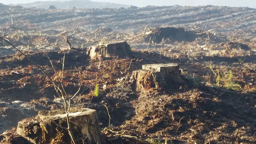 Forêts : une ressource à sauvegarder