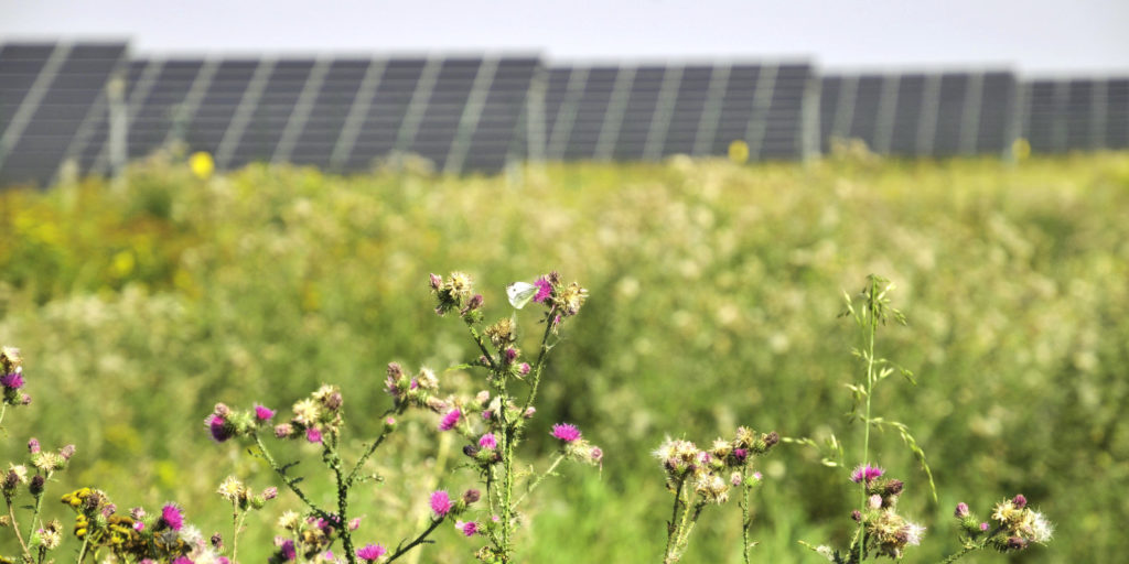 German PV tender delivers record low solar power price of €0.0355/kWh