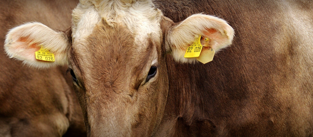 Se détacher du bétail pour lutter contre la crise climatique