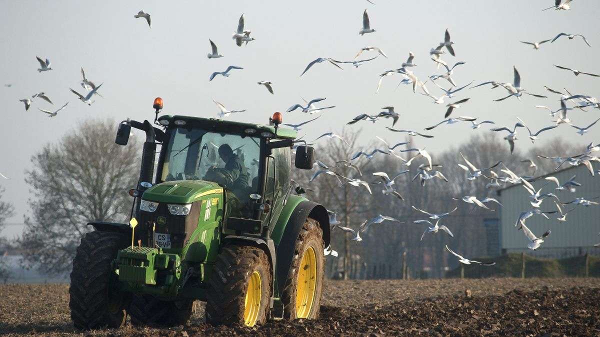 Coq, cloche, moissonneuse : la loi protège désormais les bruits de la campagne