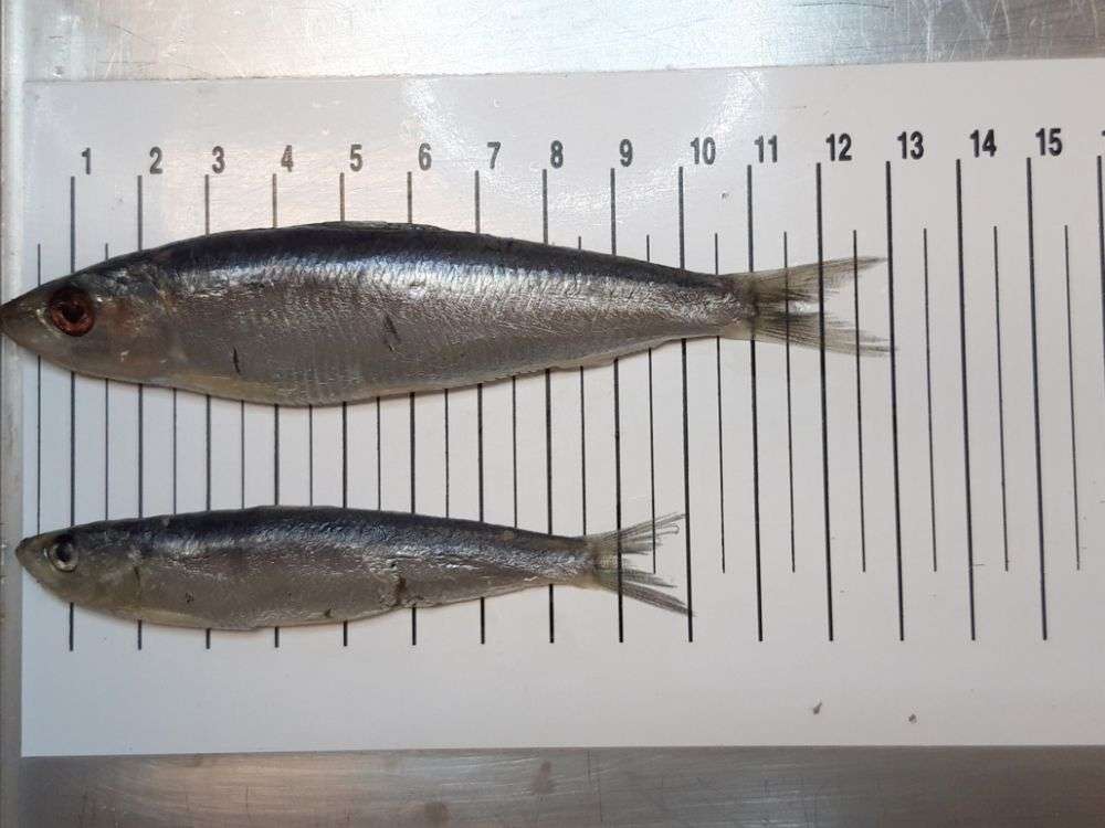 Des sardines de plus en plus petites à cause du réchauffement climatique !