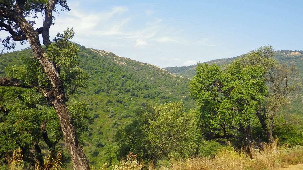 Le Massif des Maures s’engage dans un contrat de transition écologique axé sur la gestion durable de la forêt